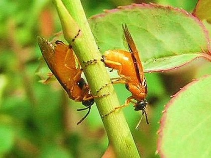 fotografii sawfly Rosa, descrierea și metodele de luptă