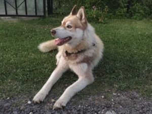 Urmărirea husky pierdute și proprietarii lor - Husky Club