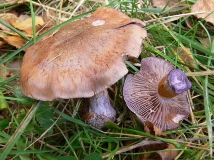 lilovonogie Blewits (ciuperci cu picior albastru) fotografie și o descriere în cazul în care crește, când și cum să colecteze,