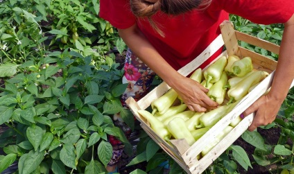 plantare Secretele și cultivarea ardeilor în sol, seră și casa în grădină ()