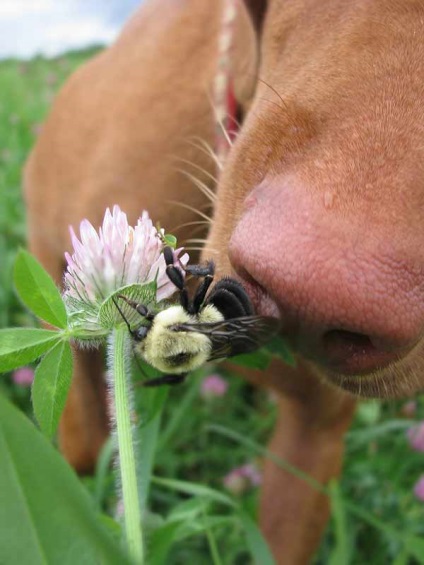 Câine musca - rele - insecte