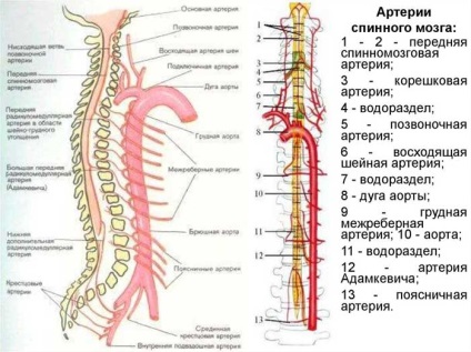 Гръбначния симптоми удар, продължителността на лечението и ефектите на