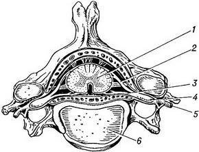 Structura măduvei spinării de la departamente