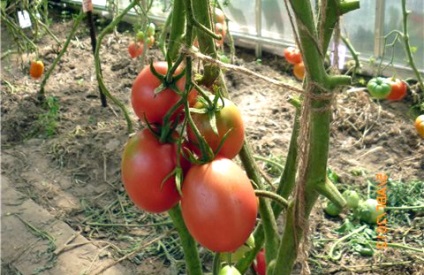 Tomate Barao de negru, roz, rosu, portocaliu, auriu - caracteristici și descrierea soiurilor