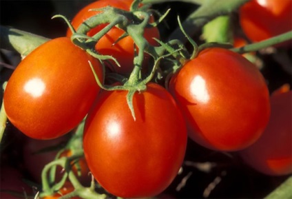 Tomate Barao de negru, roz, rosu, portocaliu, auriu - caracteristici și descrierea soiurilor