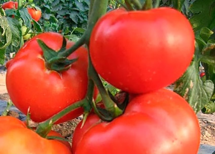 Tomate Regele giganți caracterizarea și descrierea soiului