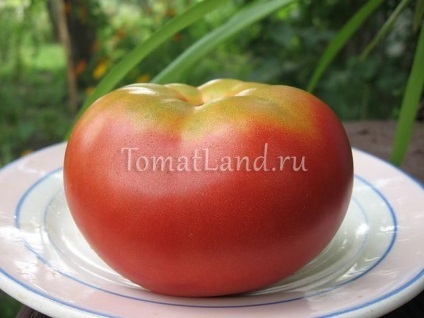 Tomate roz obraji comentarii, fotografii, productivitate