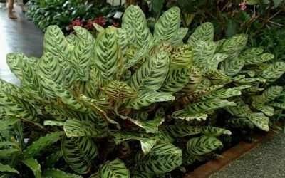 Calathea pentru îngrijirea îngrijirea plantelor Calathea houseplants utile