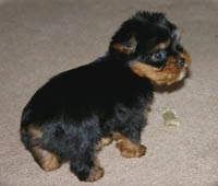 Yorkshire Terrier Grooming (Yorkshire de îngrijire a părului) Grooming Yorkshire Terrier