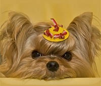 Grooming Yorkshire Terrier (lână) Grooming Yorkshire Terrier
