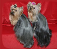 Grooming Yorkshire Terrier