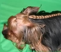 Yorkshire Terrier Grooming (Yorkshire de îngrijire a părului) Grooming Yorkshire Terrier