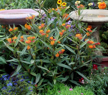 Milkweed (asklepias) specii, de plantare, îngrijire, fotografie