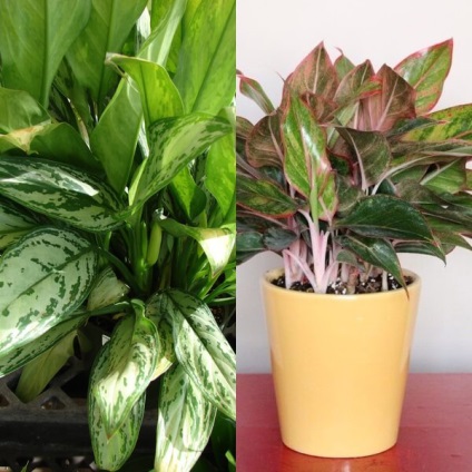 Aglaonema cresc flori la domiciliu