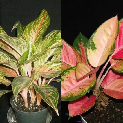 Aglaonema cresc flori la domiciliu