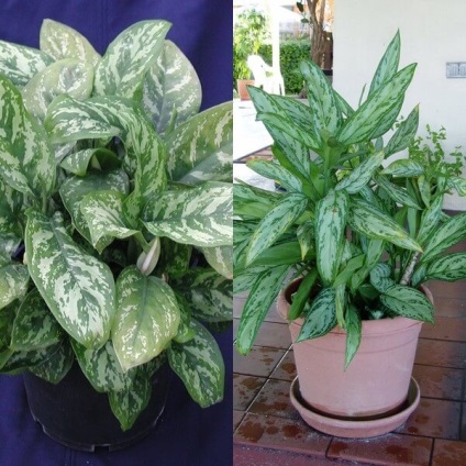 Aglaonema cresc flori la domiciliu