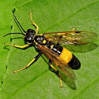 Pest fotografii sawfly și răspunsuri de coacăze, Jalonen, prune, pere și cireșe