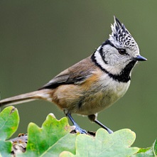 Moțată pițigoi (smocuri) tit crested