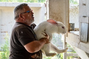 Клане на зайци - как клането на зайци у дома (видео)