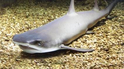 Поръчайте Декоративни акула аквариум по-ниска цена