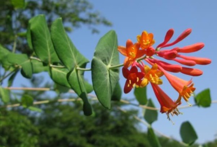 plantare Perfoliate caprifoi și de îngrijire, reproducere, specii