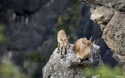 ibex alpine sau de capră Alpine, sau IBEX, sau Ibex (lat