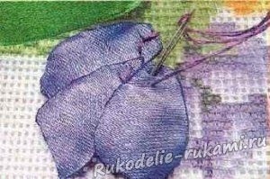 Pansea (pansy) panseluțe