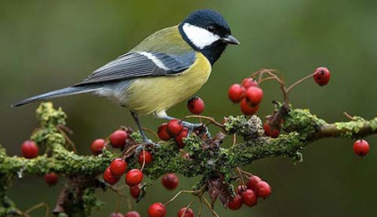 Ce înseamnă chickadee de păsări, mituri și legende despre aceasta pasare