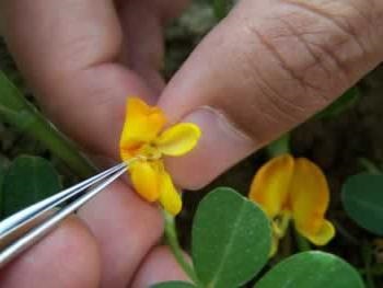 Ce este hibridizarea unui proces natural sau artificial