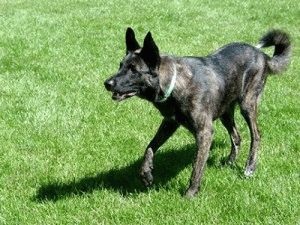 Caracteristici Shepherd olandeze și Herder conținut