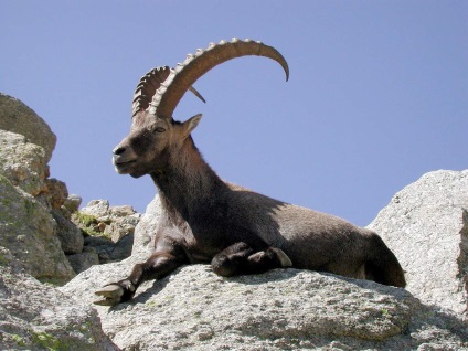 Ibex totul despre viata Ibex