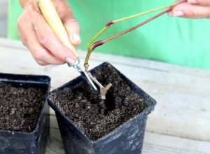 Cum să planteze și să se propage struguri de fată folosind diferite metode