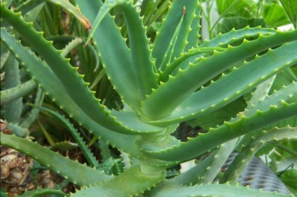 Ca suc de aloe tusea poate ajuta tusea