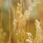 Cum se instalează driverul de imprimantă (șofer) Cum se instalează un driver de imprimantă