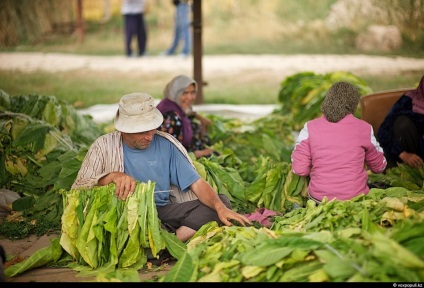 Cum să crească tutun - știri în imagini