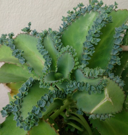 Kalanchoe (50 poze) reguli pentru îngrijirea plantelor de interior