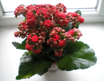 Kalanchoe (50 poze) reguli pentru îngrijirea plantelor de interior