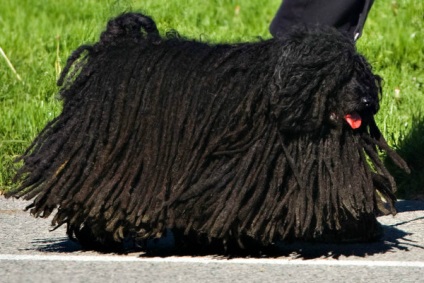 Komondor (ciobanesc maghiar) istorie, aspect, natura și caracteristicile rasei (foto)