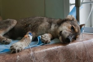 enterită parvovirusul Koronovirusny și formele canine de boli si simptomele lor, tratamente,