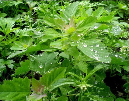 Quinoa - proprietățile benefice ale quinoa - aplicarea quinoa în medicină