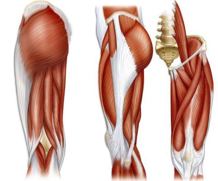 Structura musculare om picior