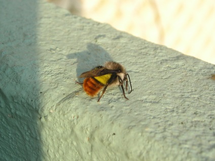 Util gradina insecte si gradina de legume - cum să atragă casa lui în localitate