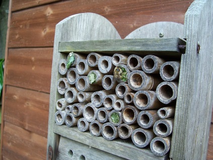 Util gradina insecte si gradina de legume - cum să atragă casa lui în localitate