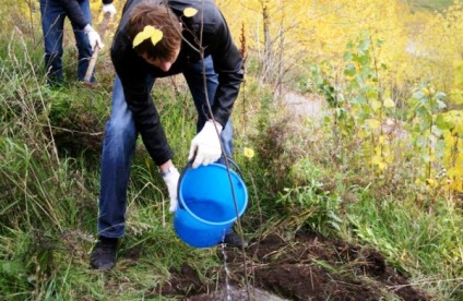 plantarea de copaci de mere în toamnă sfaturi, reguli, recomandări