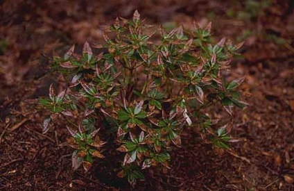 Plante de un zid de retinere ca planta corect, grădină de plantare