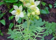 Cianoză (Polemonium) specii cu o fotografie, cultivare, ingrijire, inmultire