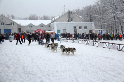 România a găzduit Campionatul dogsled - zooinform orașului