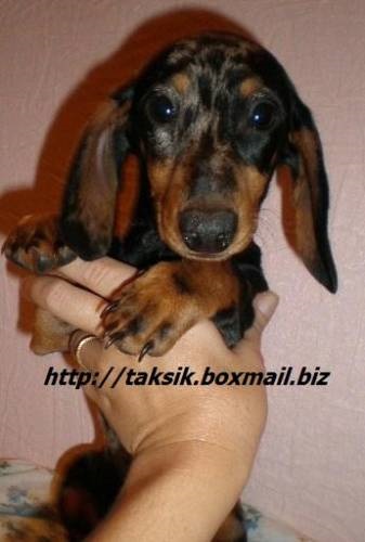 Taksyachy paradis - Dachshund miniatura pentru toți