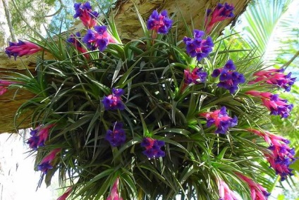 Tillandsia Anita