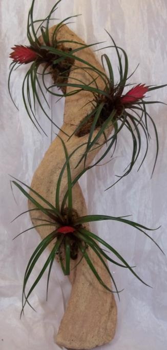 Tillandsia Anita